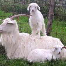 cashmere goats