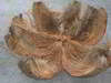 coir fiber