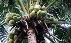 coconut tree
