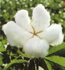 seed fibers