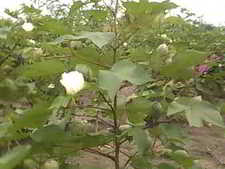 cotton plant