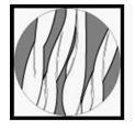 Cotton longitudinal