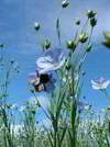 flax plant