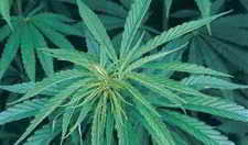 hemp plant