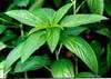 jute plant
