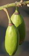 kapok fruit