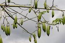 Kapok
