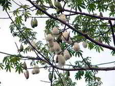 kapok tree with fruit