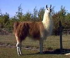 Llama