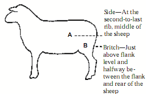 Parts of the sheep from which to take samples for Micron testing