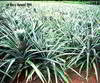 pina plants