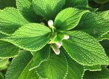 ramie plant