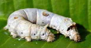 Two pale grey silkworm caterpillars on a green leaf
