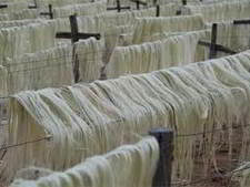 Long hanks of pale fibre hung over wire lines to dry in the open air
