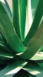 leaf fibers