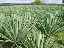 leaf fiber - sisal plant