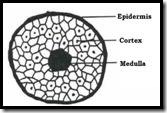 Wool cross sectional