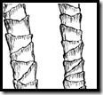 Wool longitudinal
